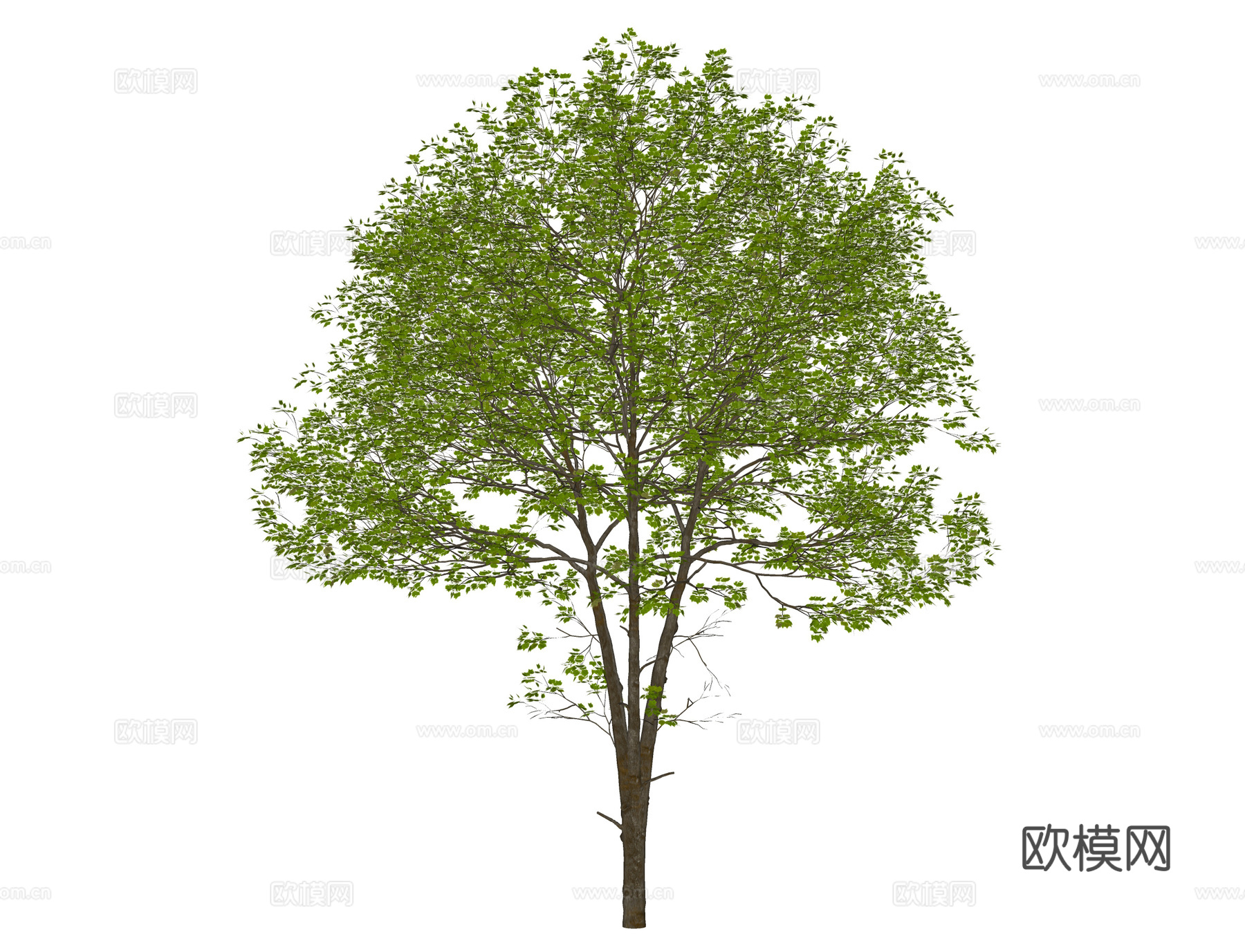 现代景观树 大树 行道树 乔木su模型