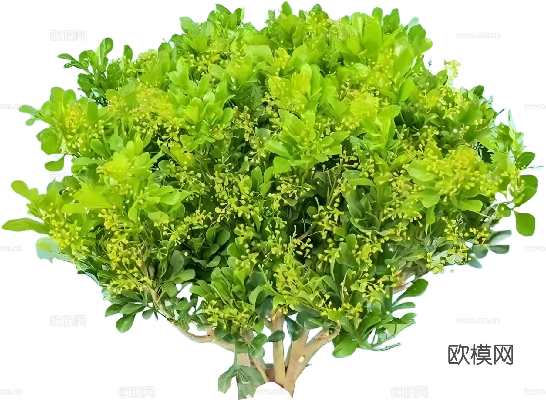 PNG免扣植物米兰灌木花镜