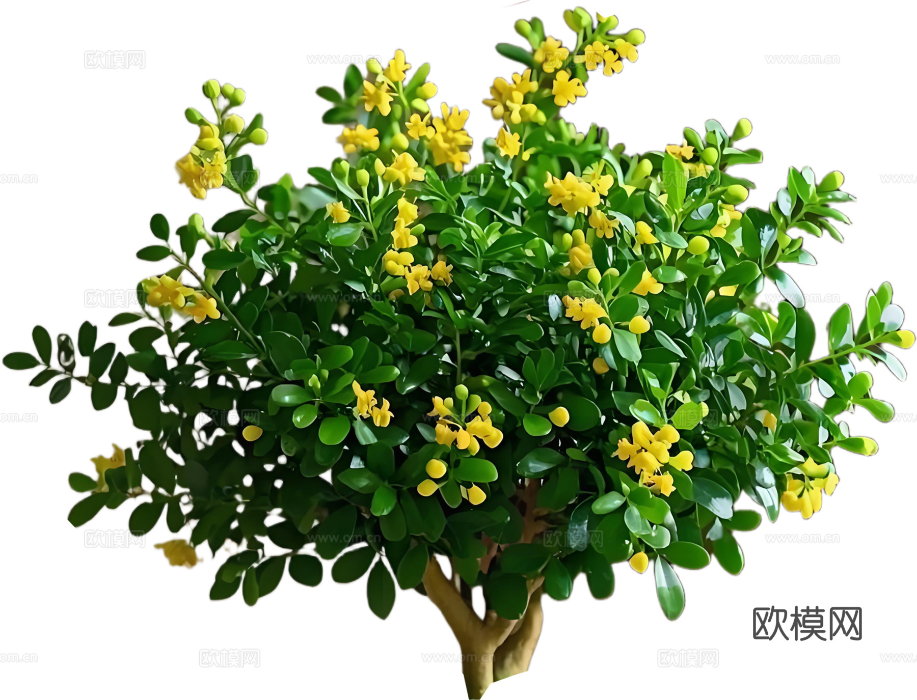 PNG免扣植物米兰灌木花镜