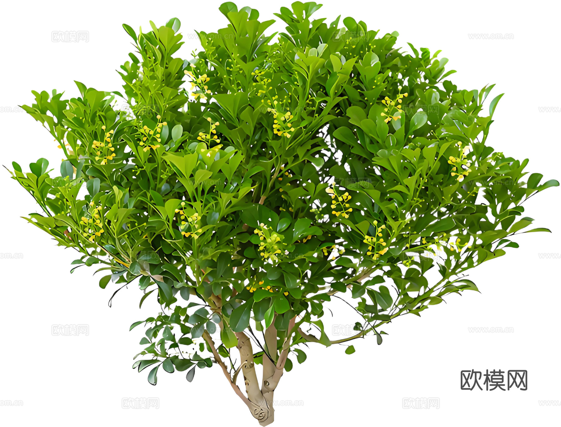 PNG免扣植物米兰灌木花镜