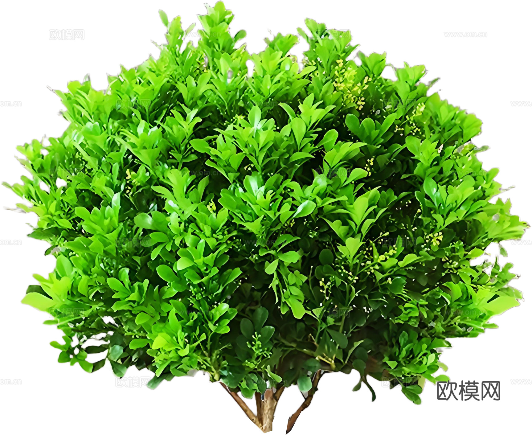 PNG免扣植物米兰灌木花镜