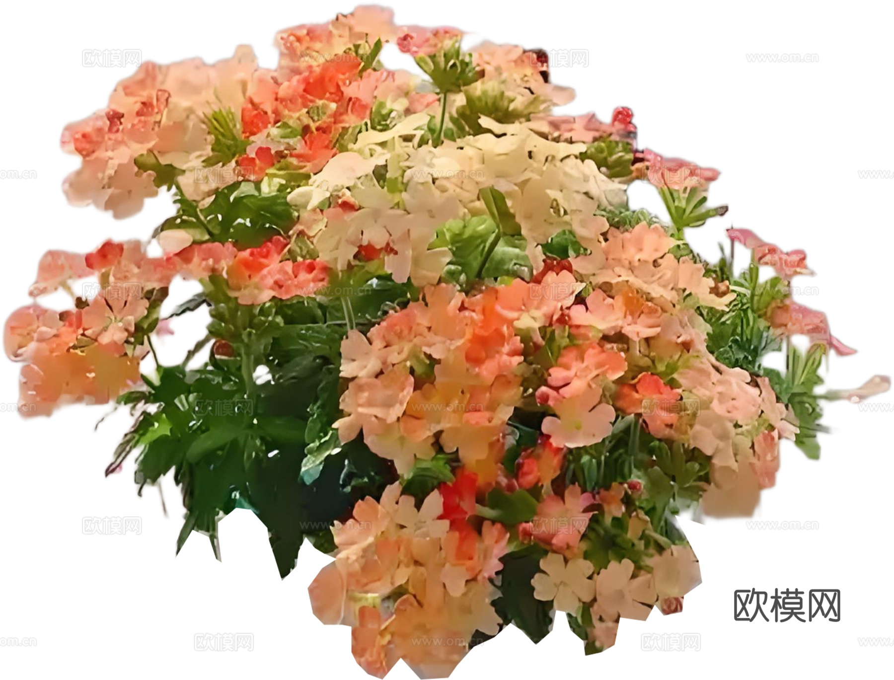PNG免扣植物灌木花镜美女樱