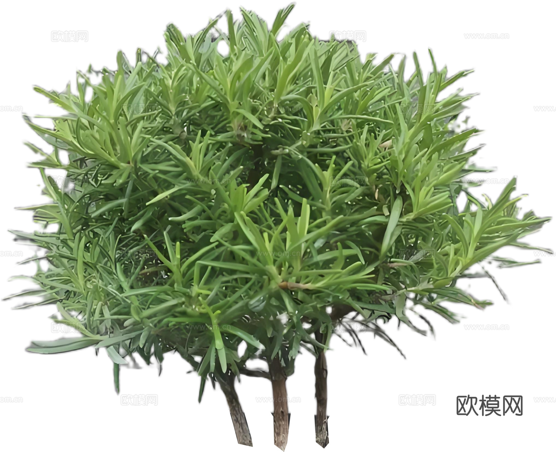 PNG免扣植物灌木花镜迷迭香