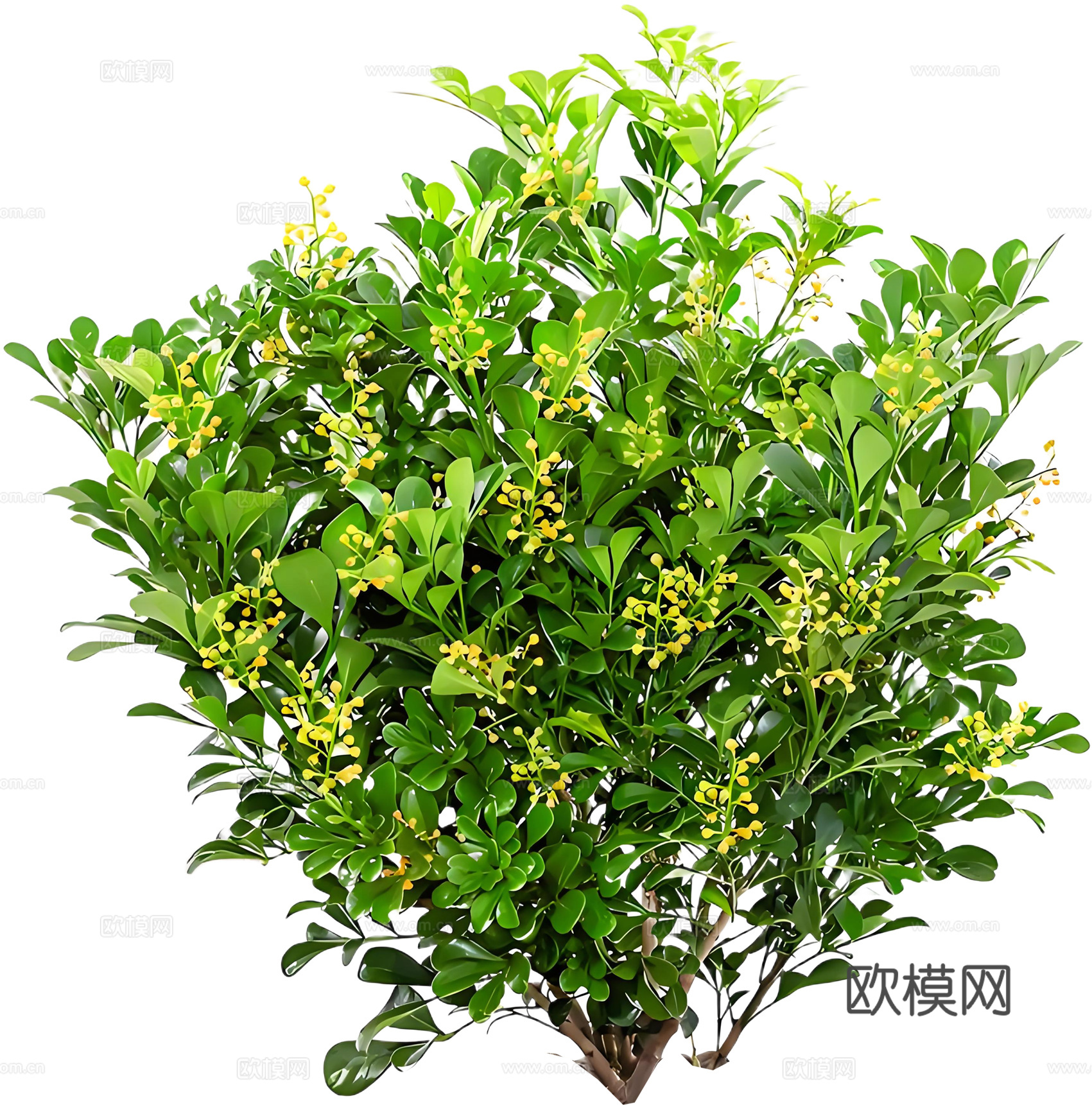PNG免扣植物米兰灌木花镜