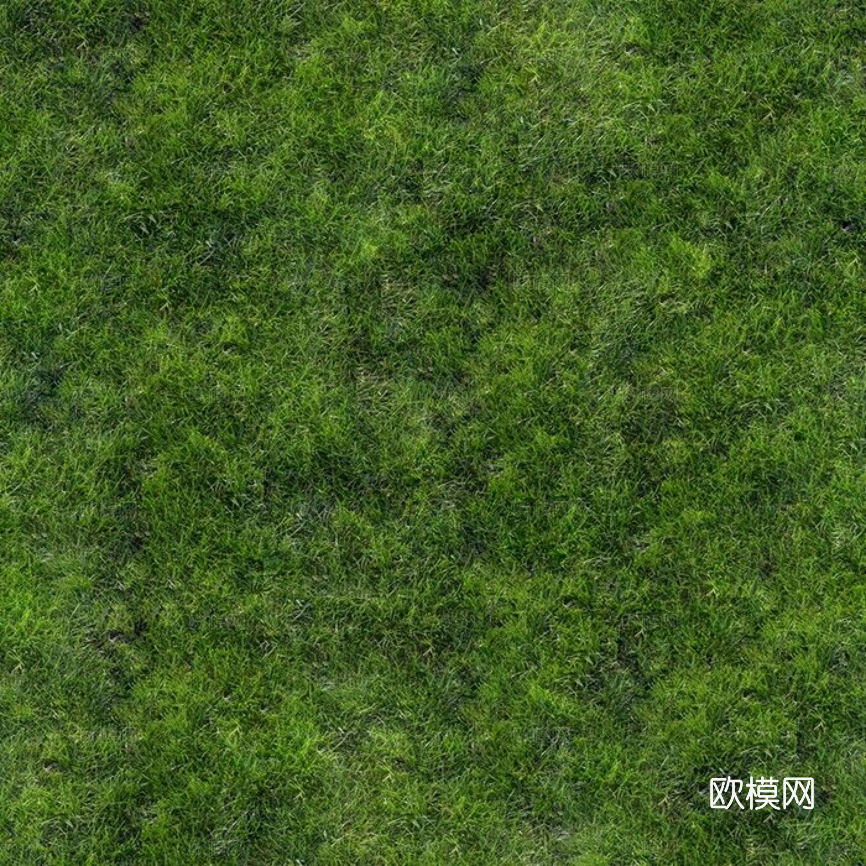 草地 草皮