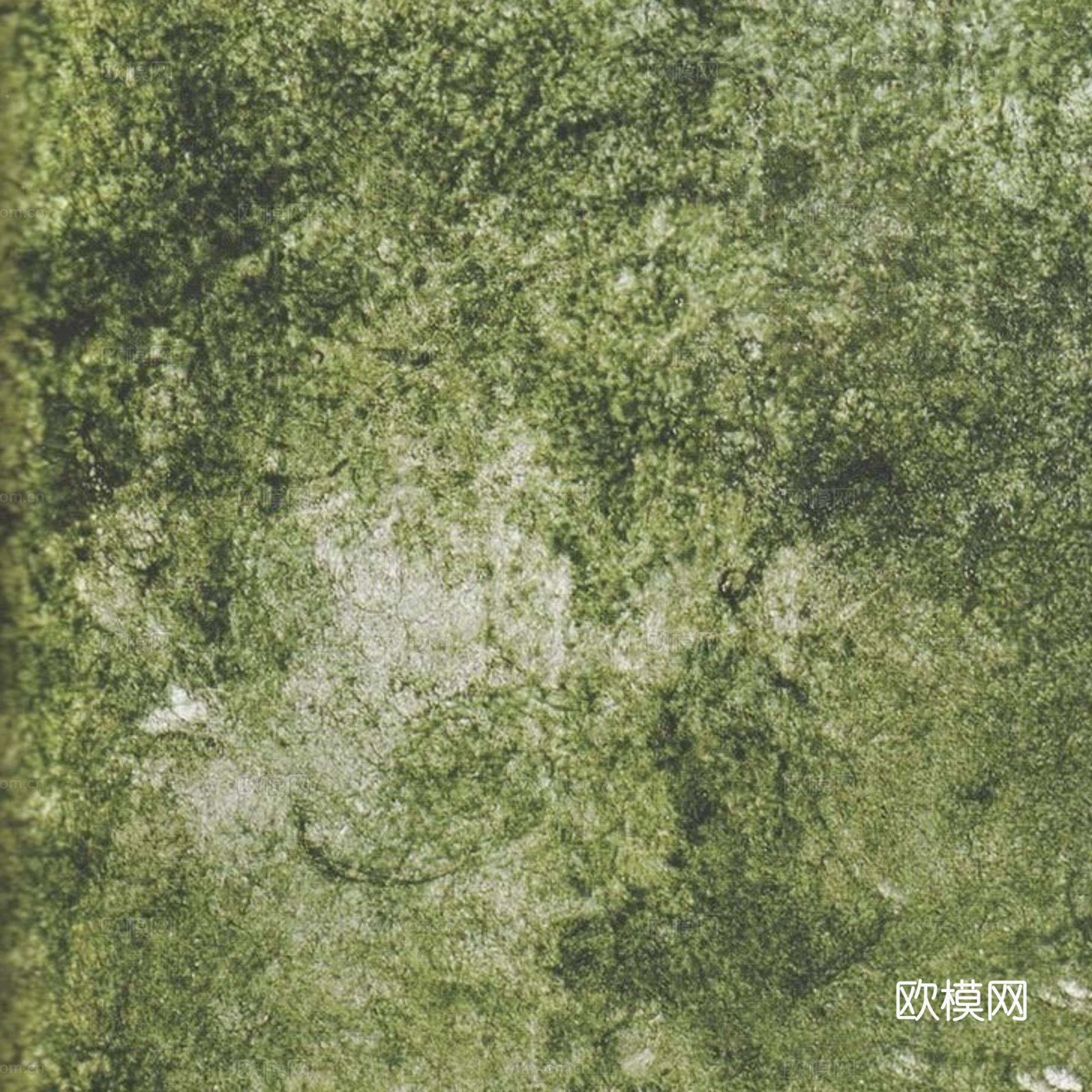 草地 草皮