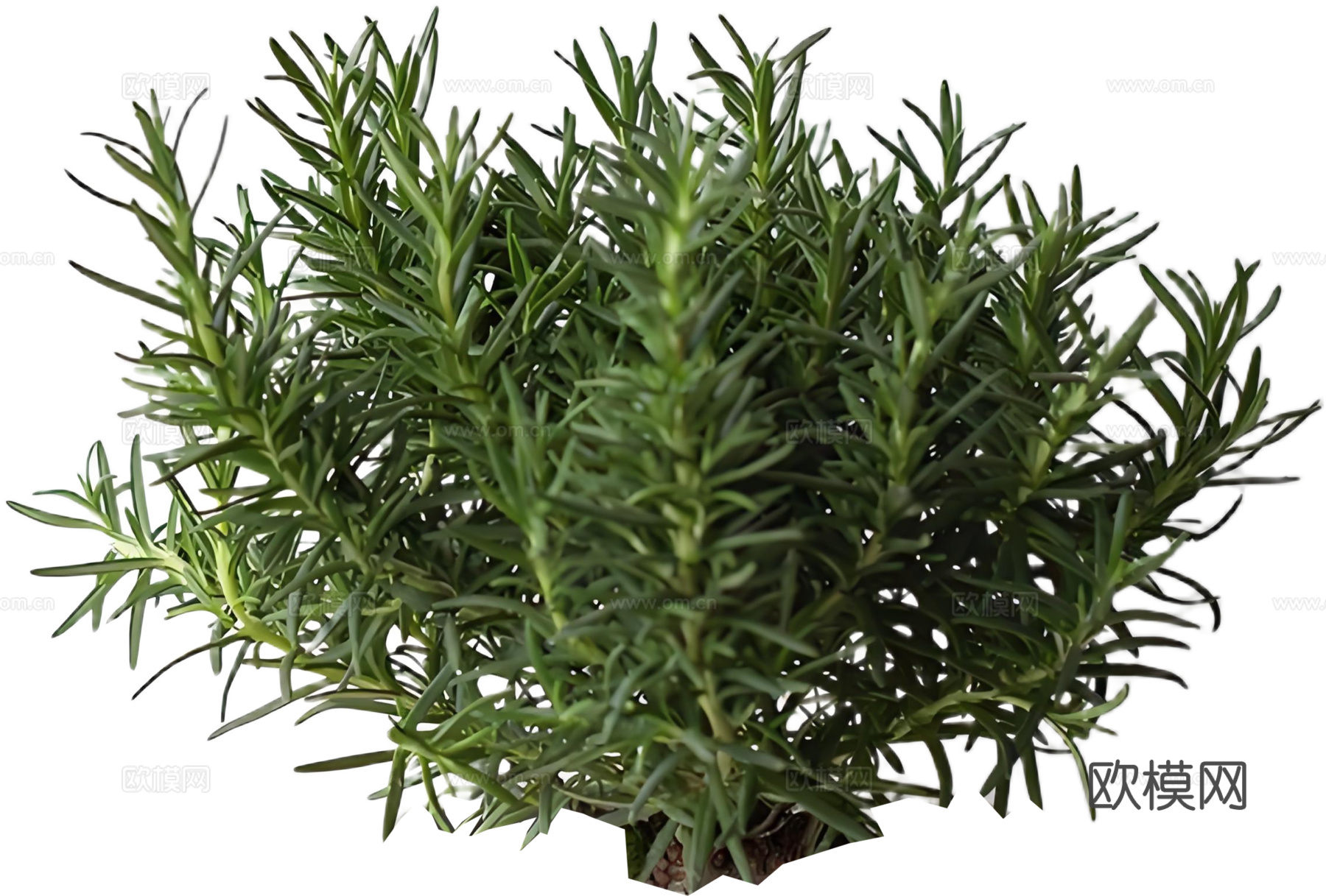 PNG免扣植物灌木花镜迷迭香