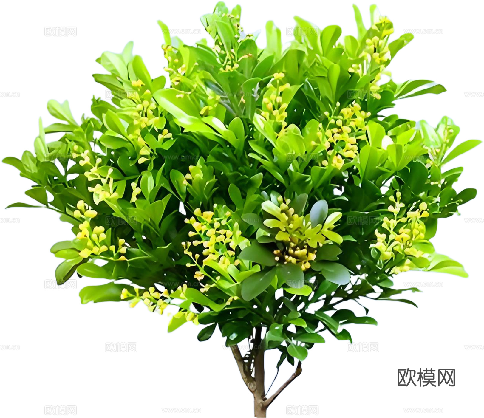 PNG免扣植物米兰灌木花镜