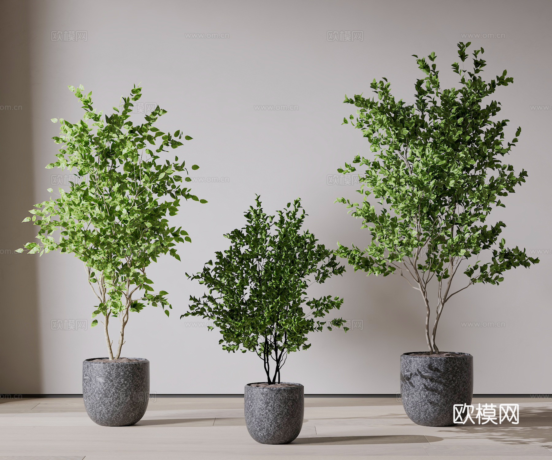 植物盆栽 绿植盆栽3d模型
