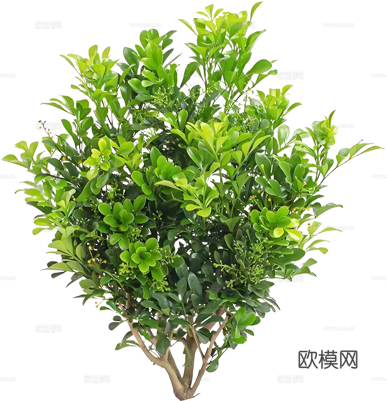 PNG免扣植物米兰灌木花镜