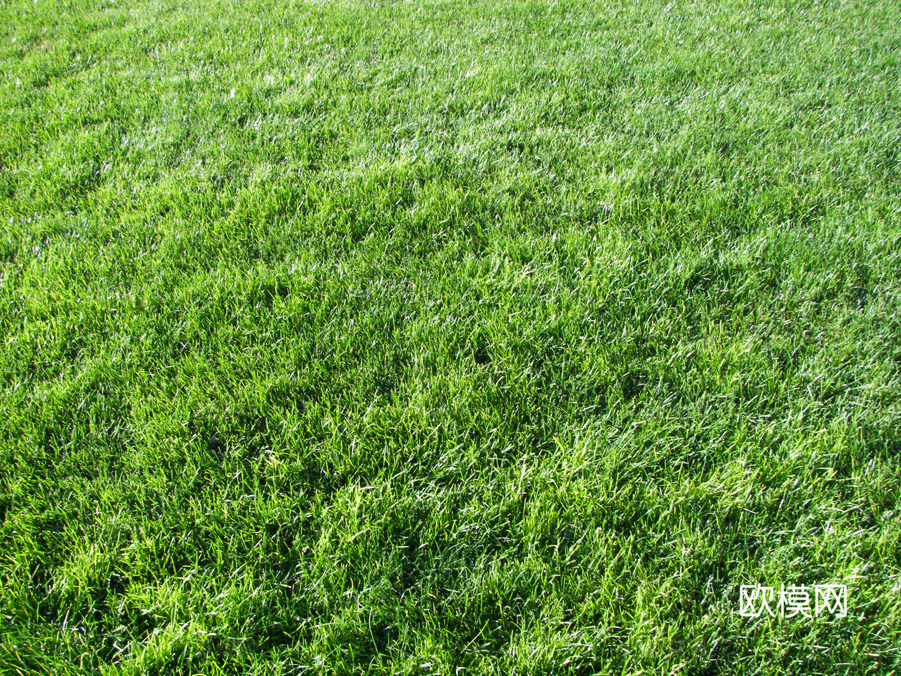 草地 草皮下载