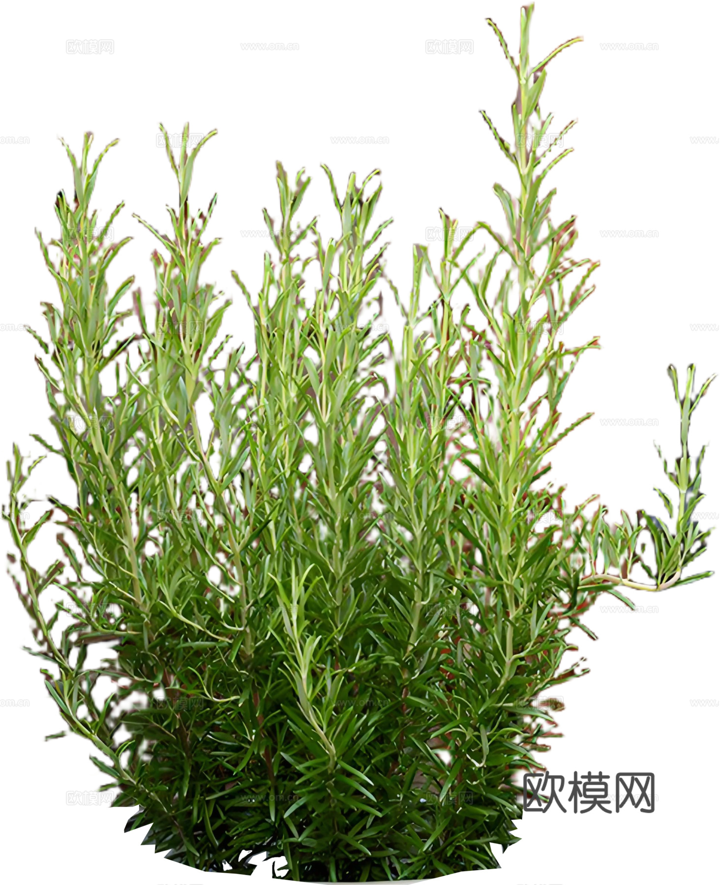 PNG免扣植物灌木花镜迷迭香