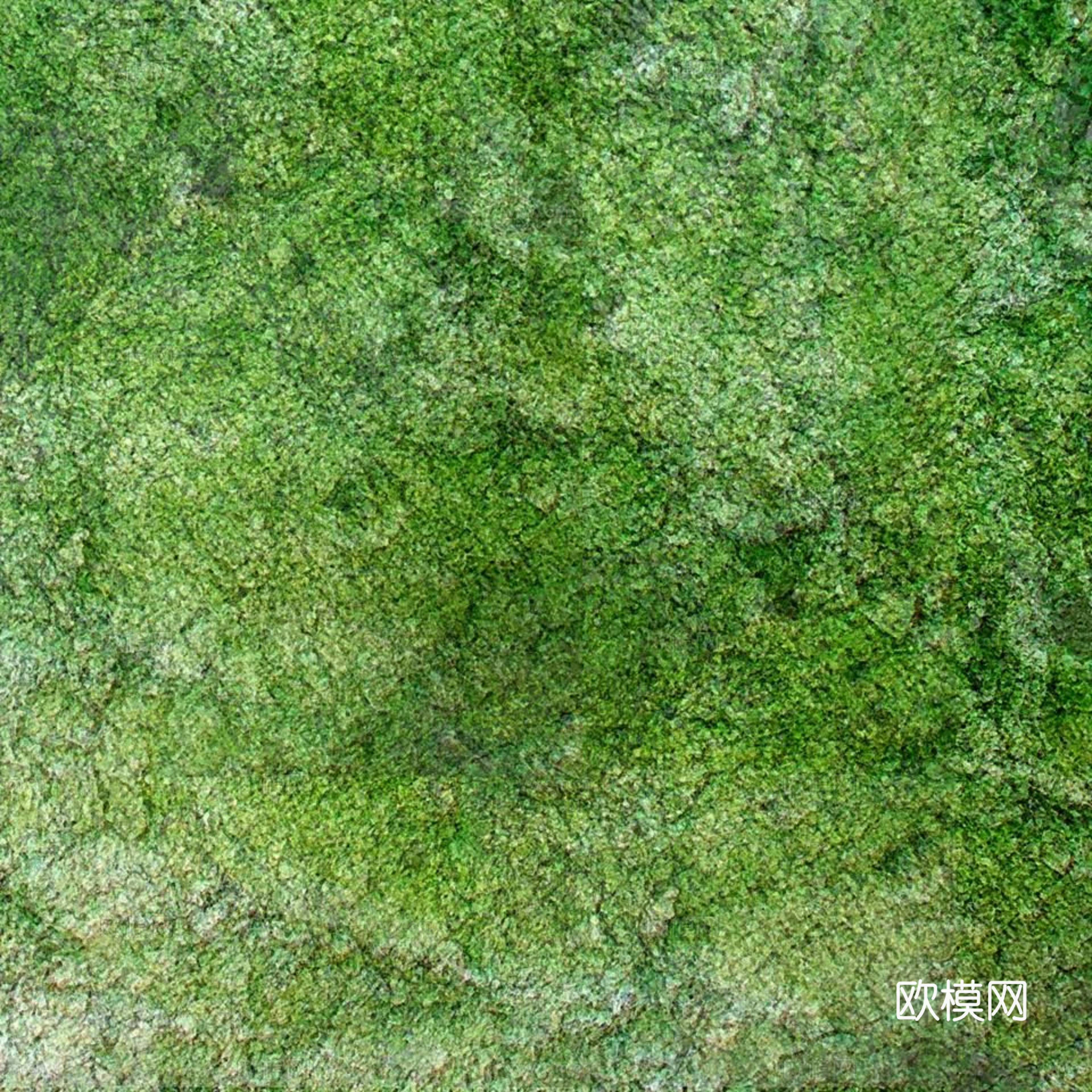 草地 草皮