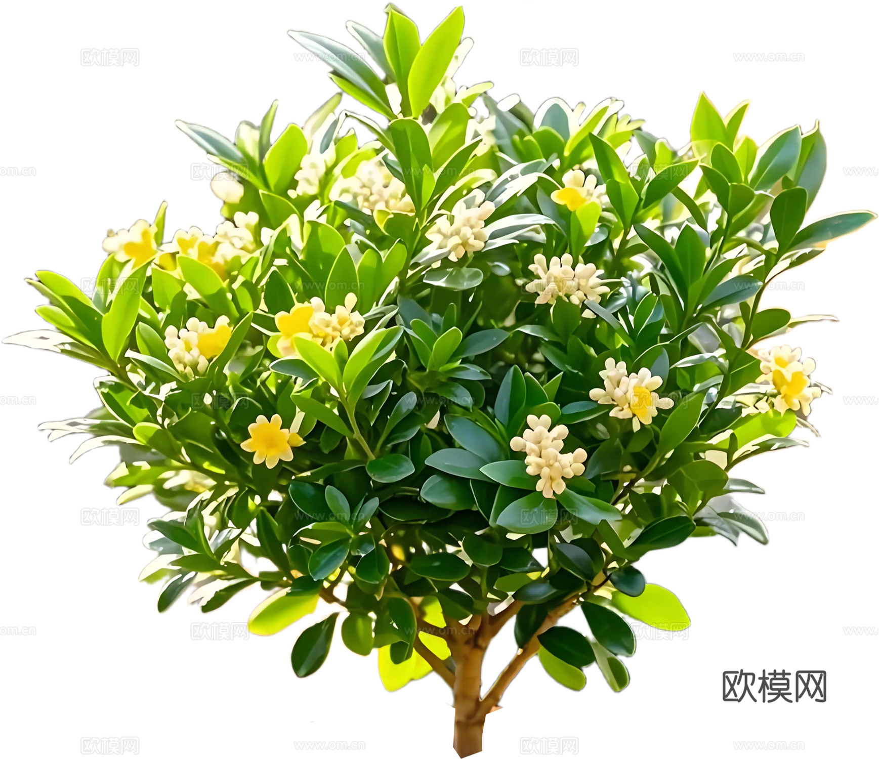 PNG免扣植物米兰灌木花镜
