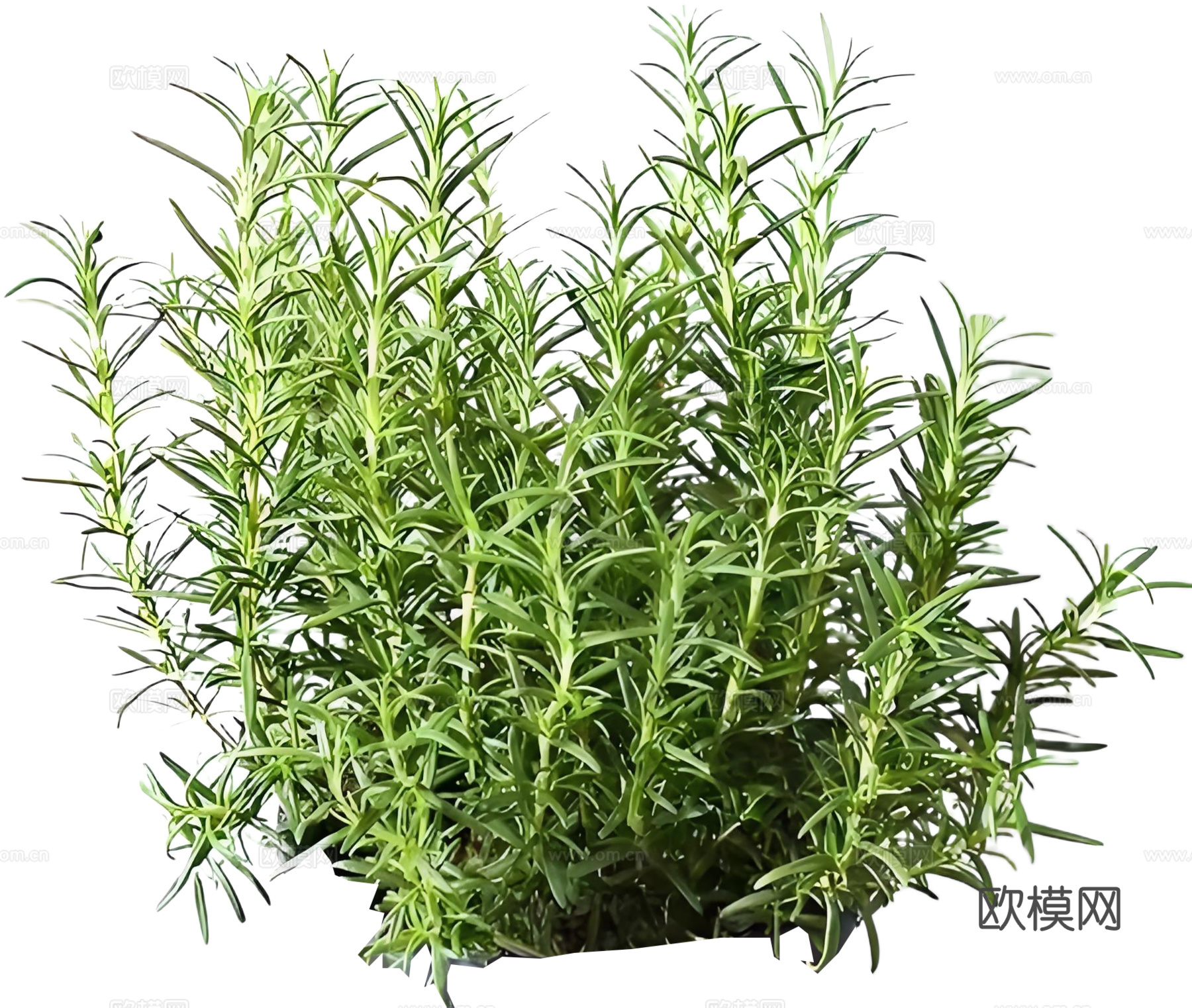 PNG免扣植物灌木花镜迷迭香