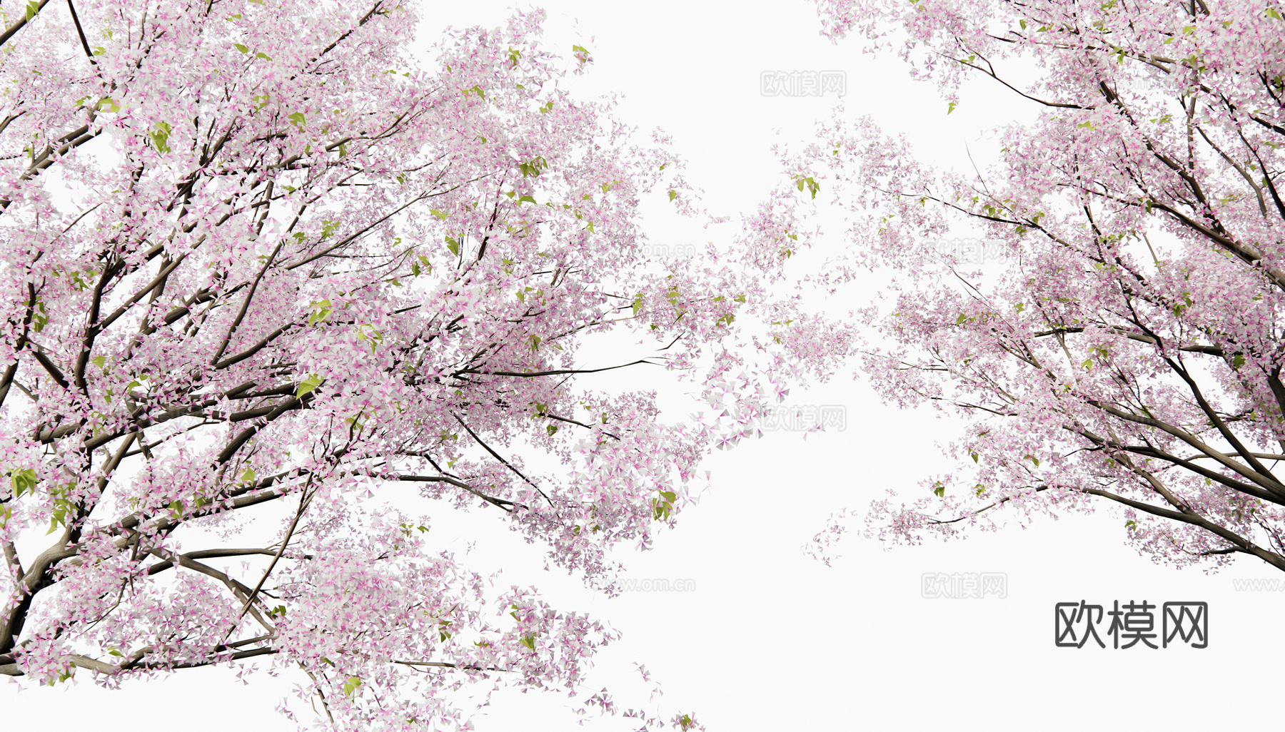 日式樱花树 景观树 梨花树 乔木 庭院树 花树3d模型