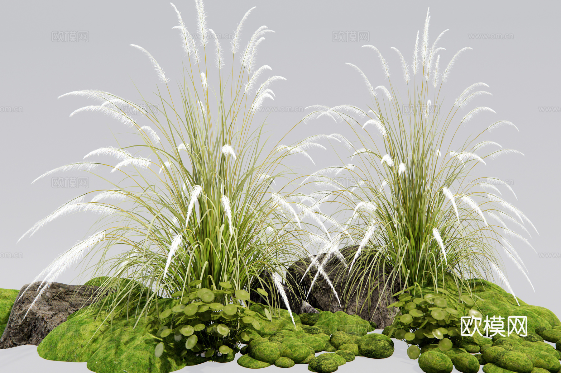 现代狗尾草 狼尾草 花草 苔藓 植物组合3d模型