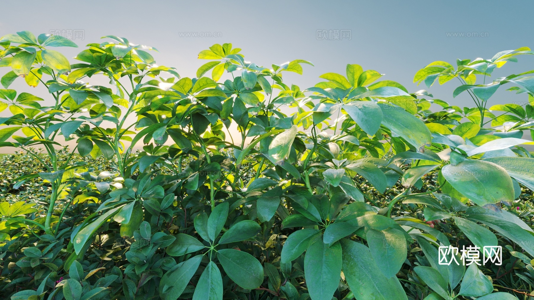 景观灌木 灌木 植物组合3d模型