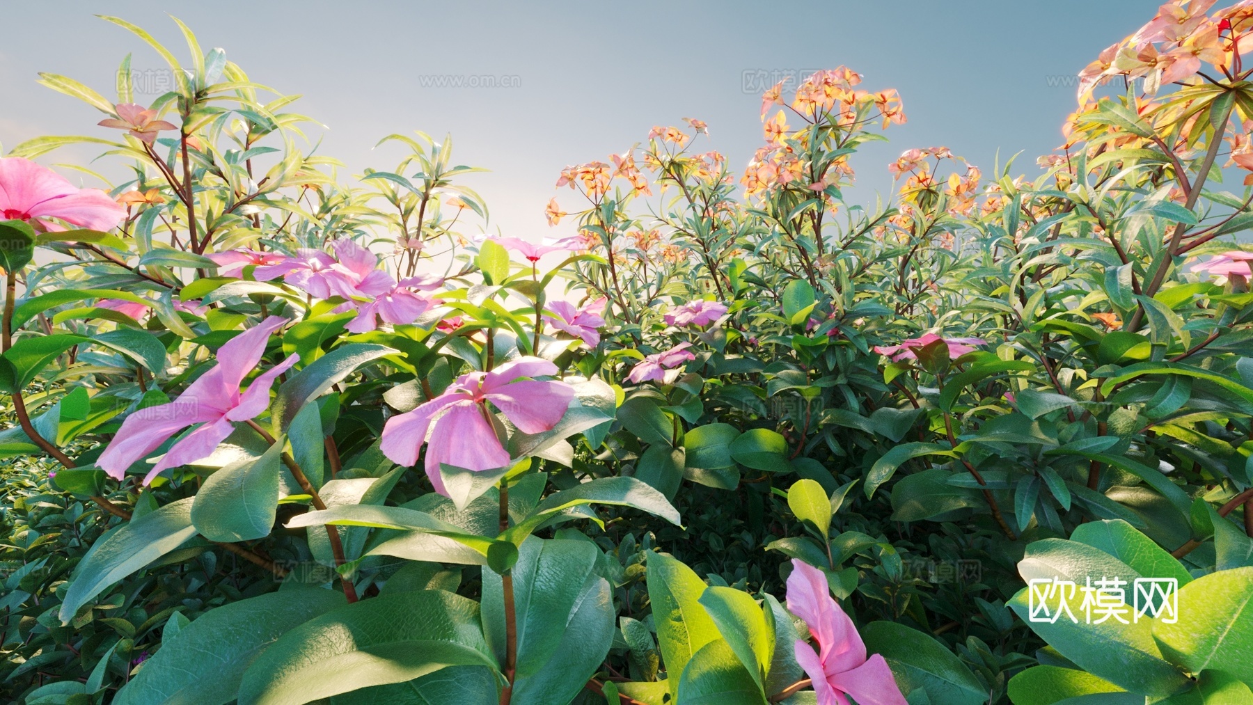 景观灌木 灌木 植物组合 花3d模型