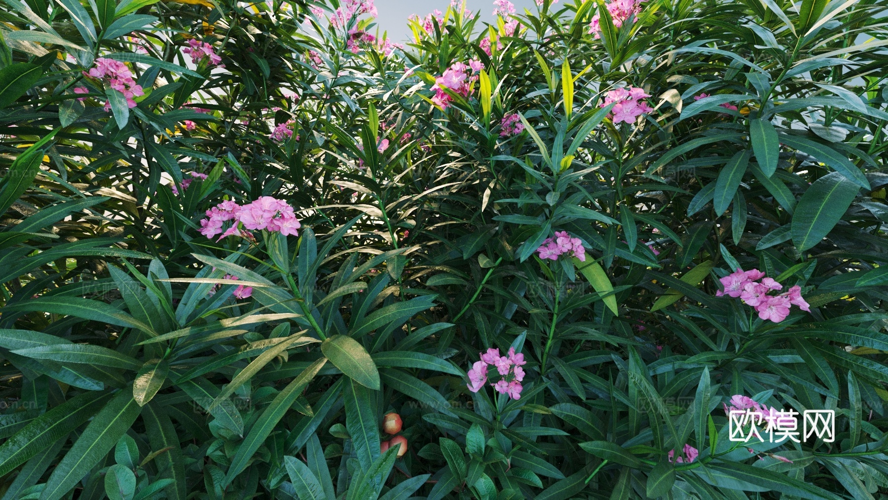 景观灌木 灌木 植物组合 花3d模型