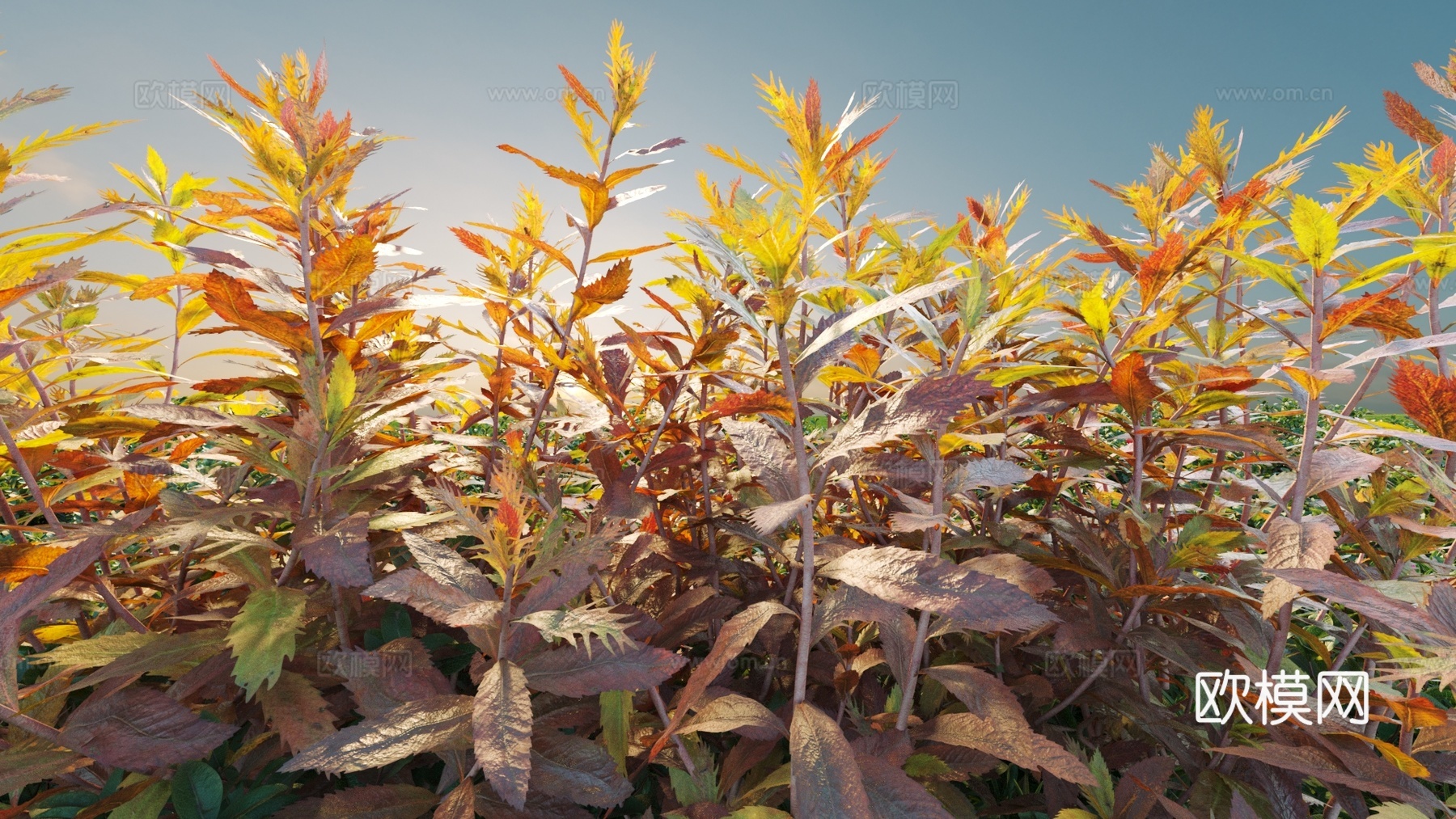 景观灌木 灌木 植物组合3d模型