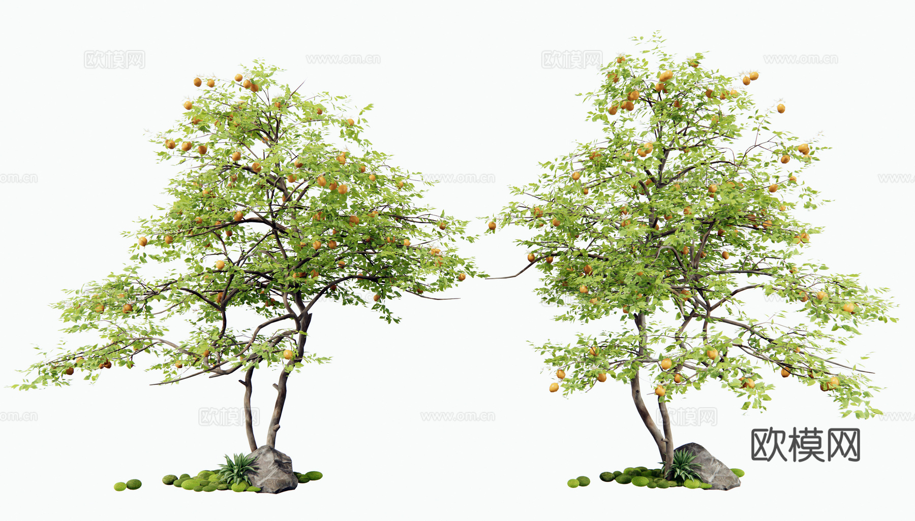 现代柠檬树 乔木 灌木 果树 庭院树 造型树su模型