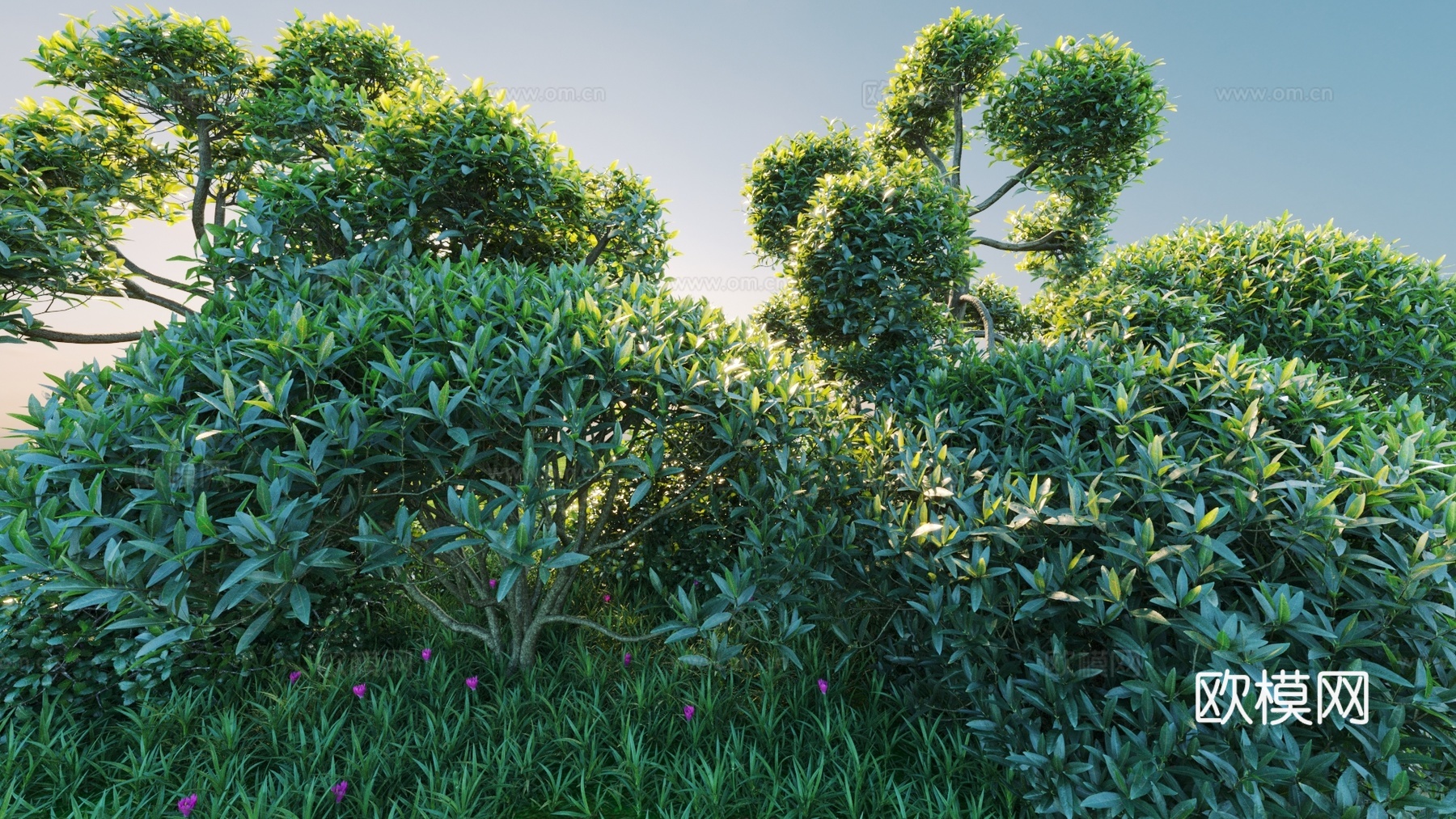 景观灌木 灌木 植物组合3d模型