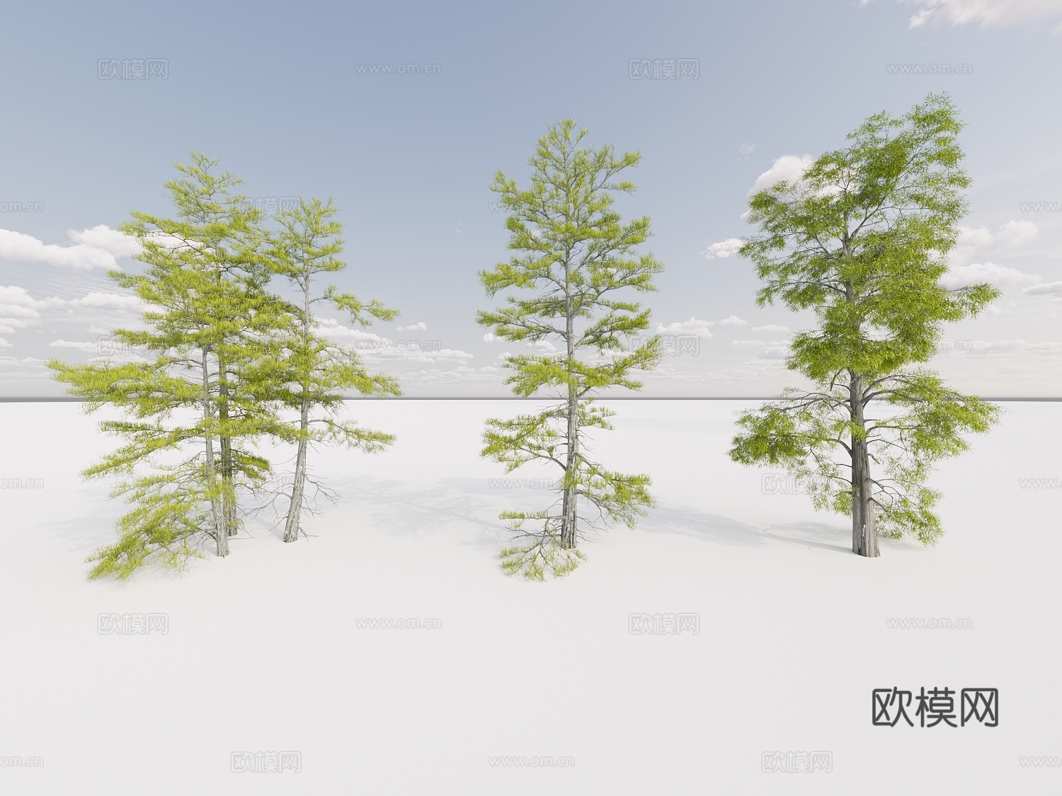 行道树 景观树 杉树 松树 云杉 雪松组合3d模型