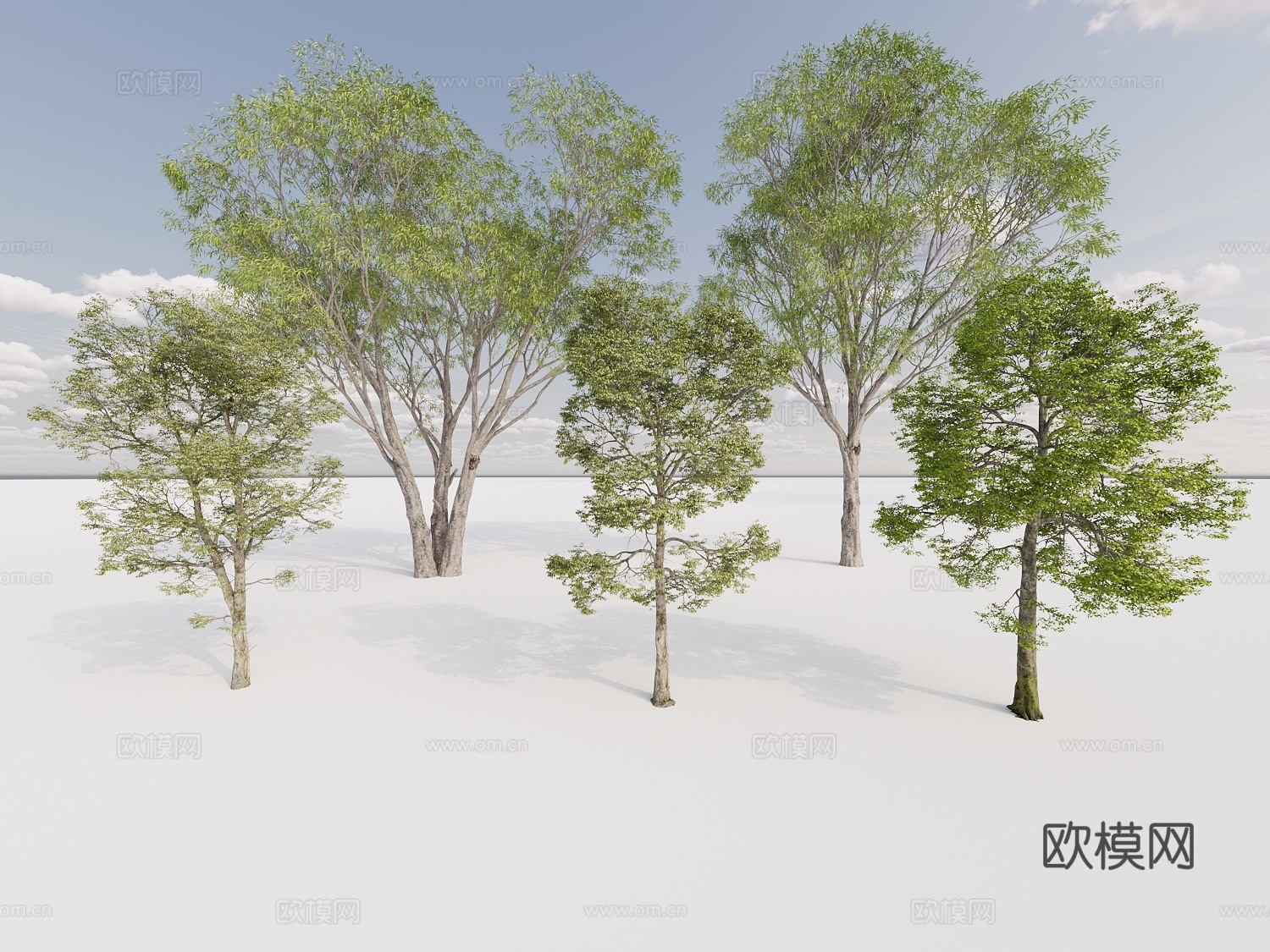 乔木 行道树 景观树 庭院树 丛生乔木组合3d模型