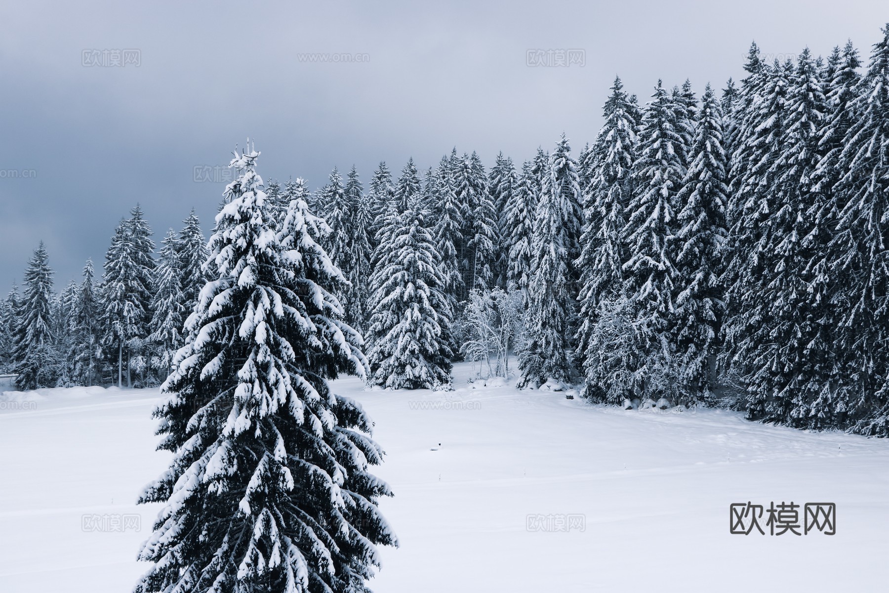 雪松意志 雪松蒙版 竖版寒境素材 冷穹压境 森林雪景外景
