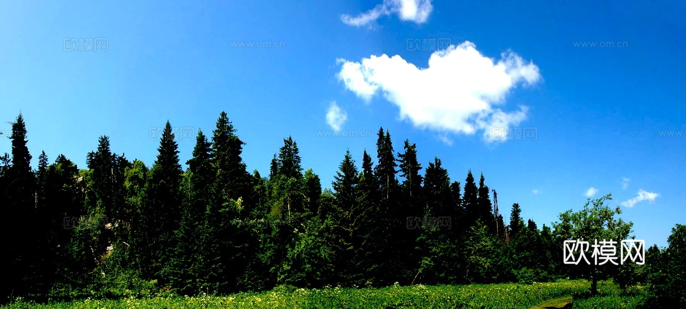 茂密针叶林 开阔草地 蓝天白云 清新自然风 森林天空hdr