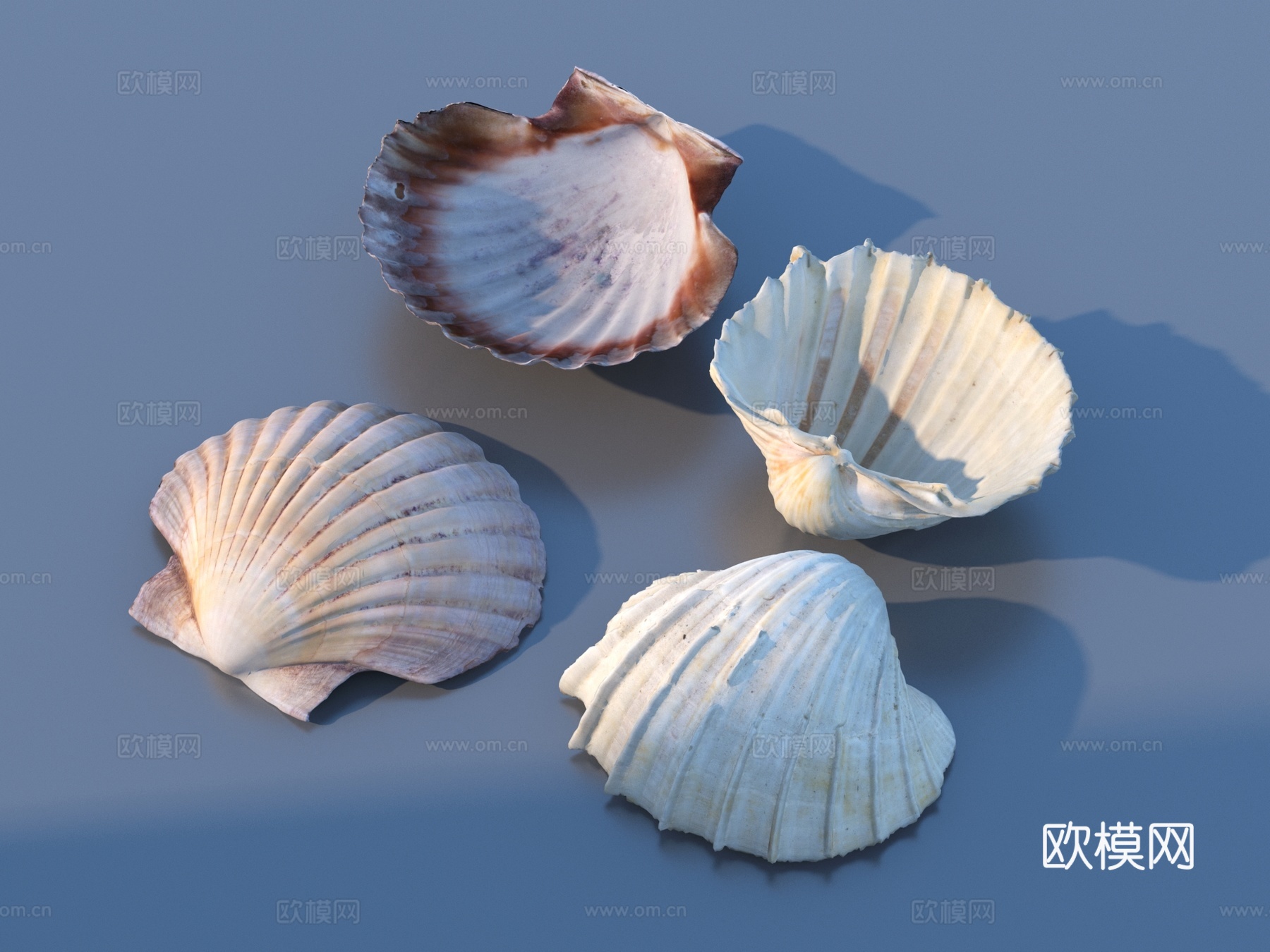 贝壳 海鲜 海螺 摆设 摆件3d模型