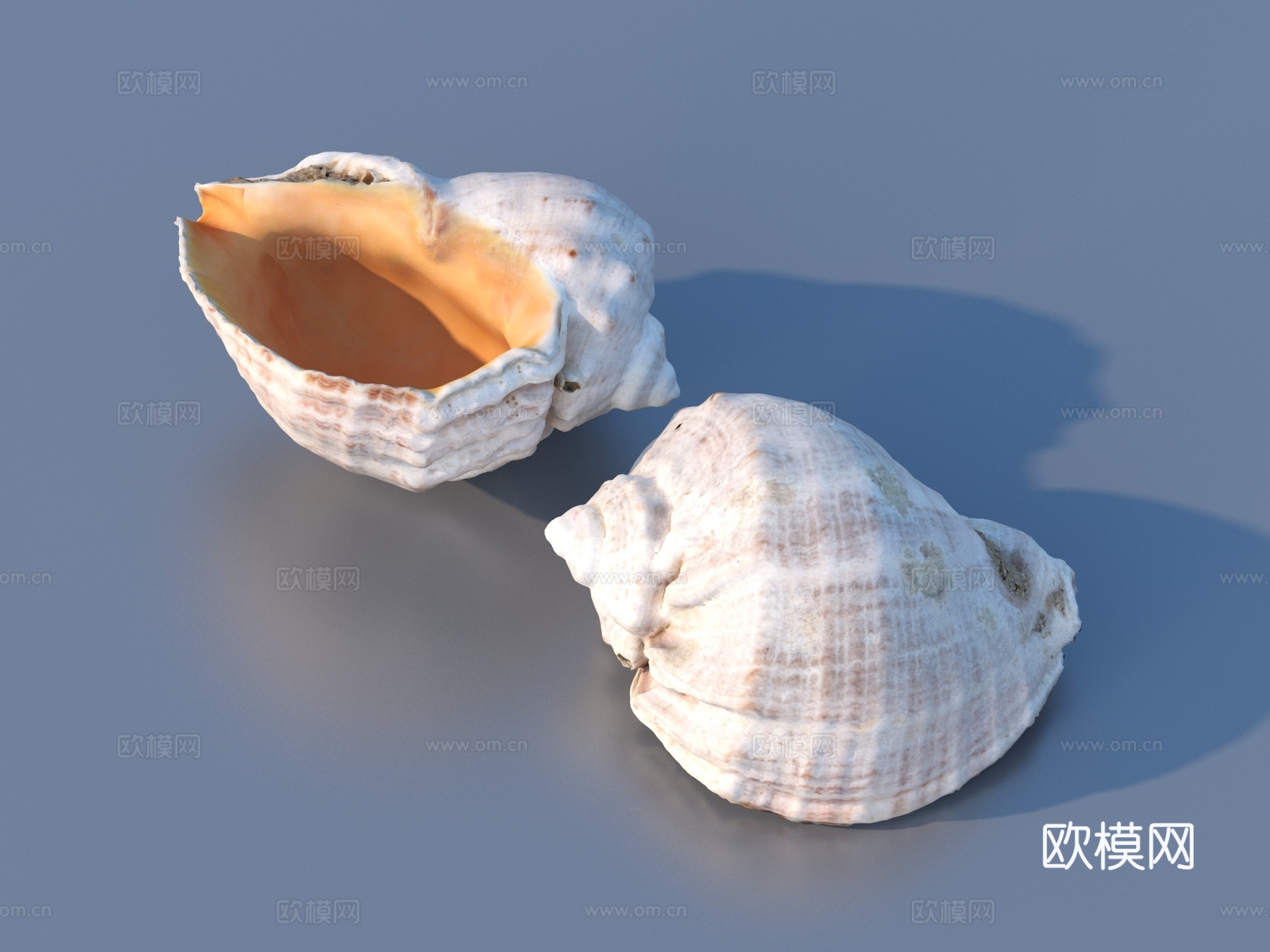 贝壳 海鲜 海螺 摆设 摆件3d模型