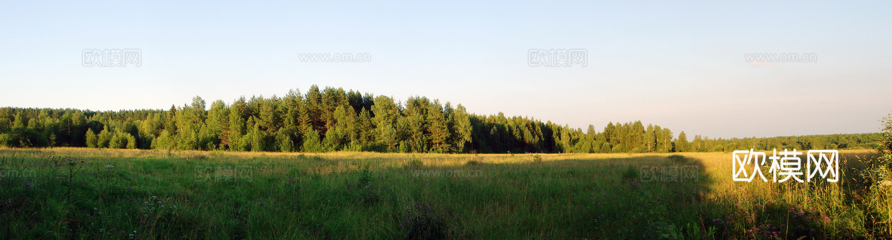 ​​草地前景 树林中景 蓝天背景 横幅构图 清新色调 白天户
