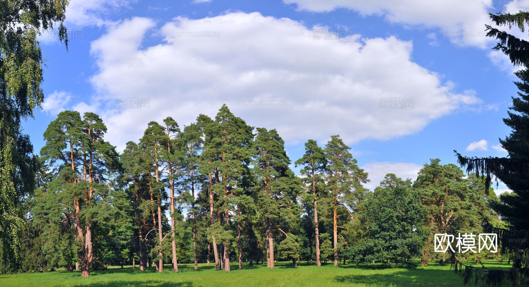 挺拔松树 绿地前景 蓝天白云背景 清新自然风 深林外景