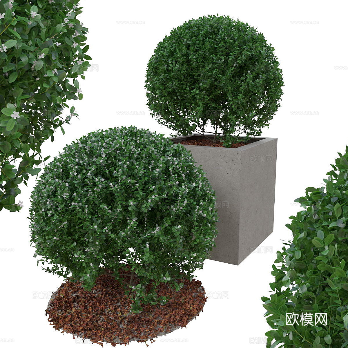 灌木盆栽3d模型下载