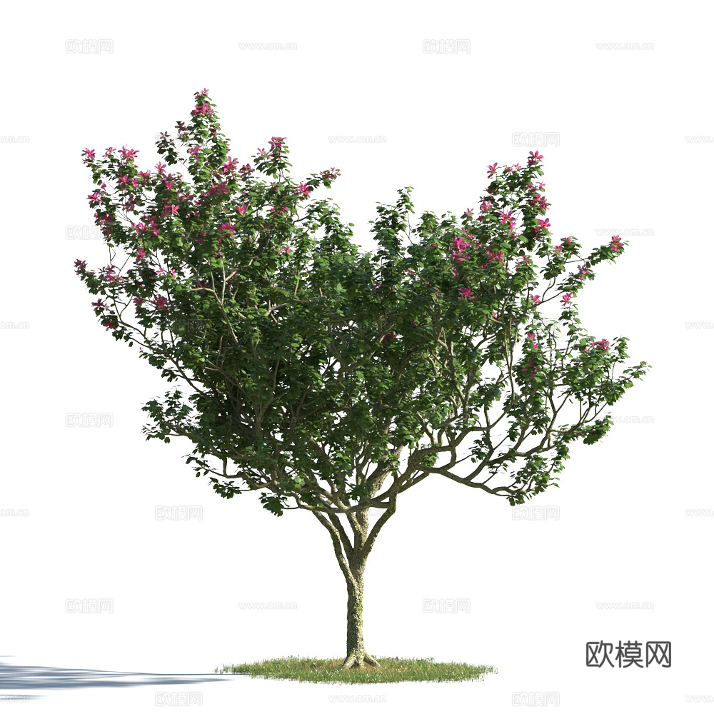 植物  树木 景观树 乔木3d模型