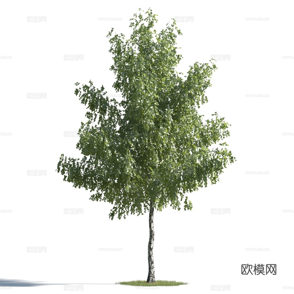 植物  树木 景观树 乔木3d模型
