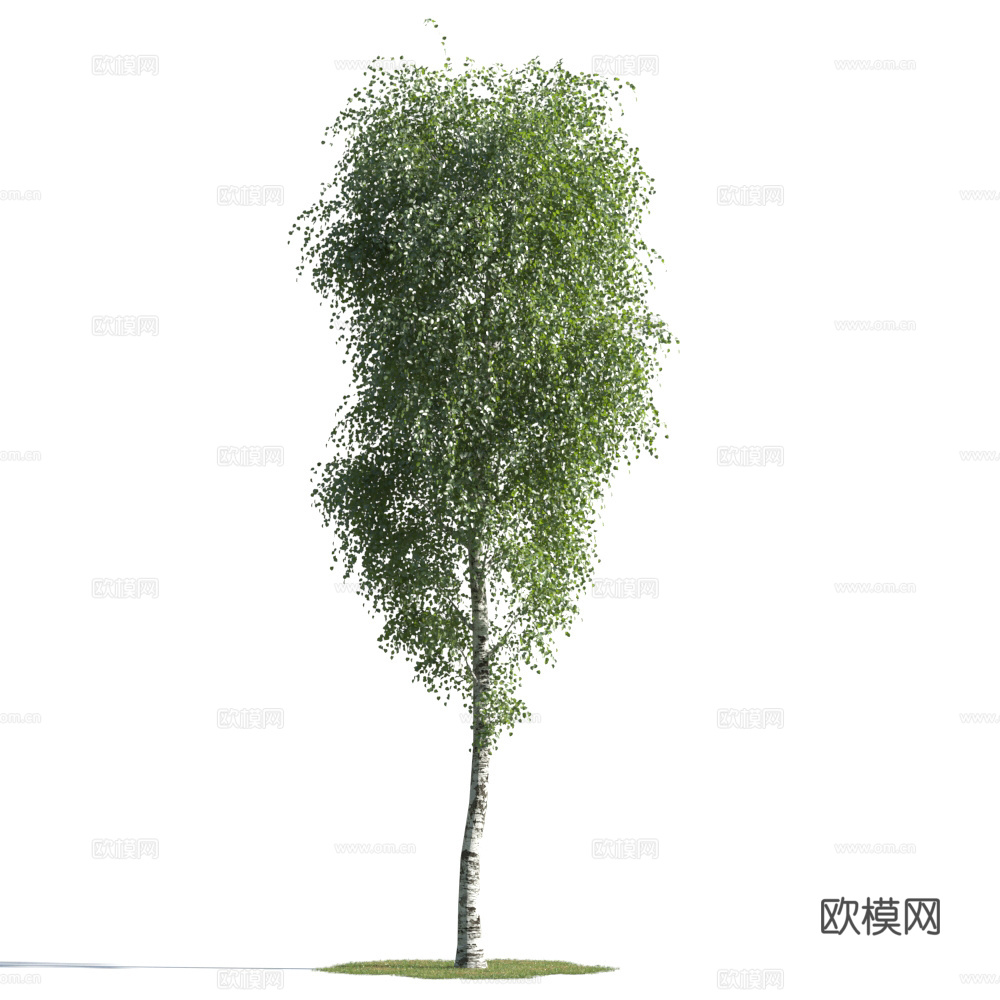 植物  树木 景观树 乔木3d模型