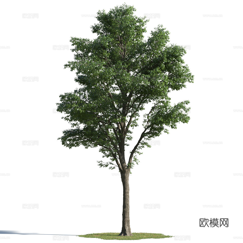 植物  树木 景观树 乔木3d模型下载