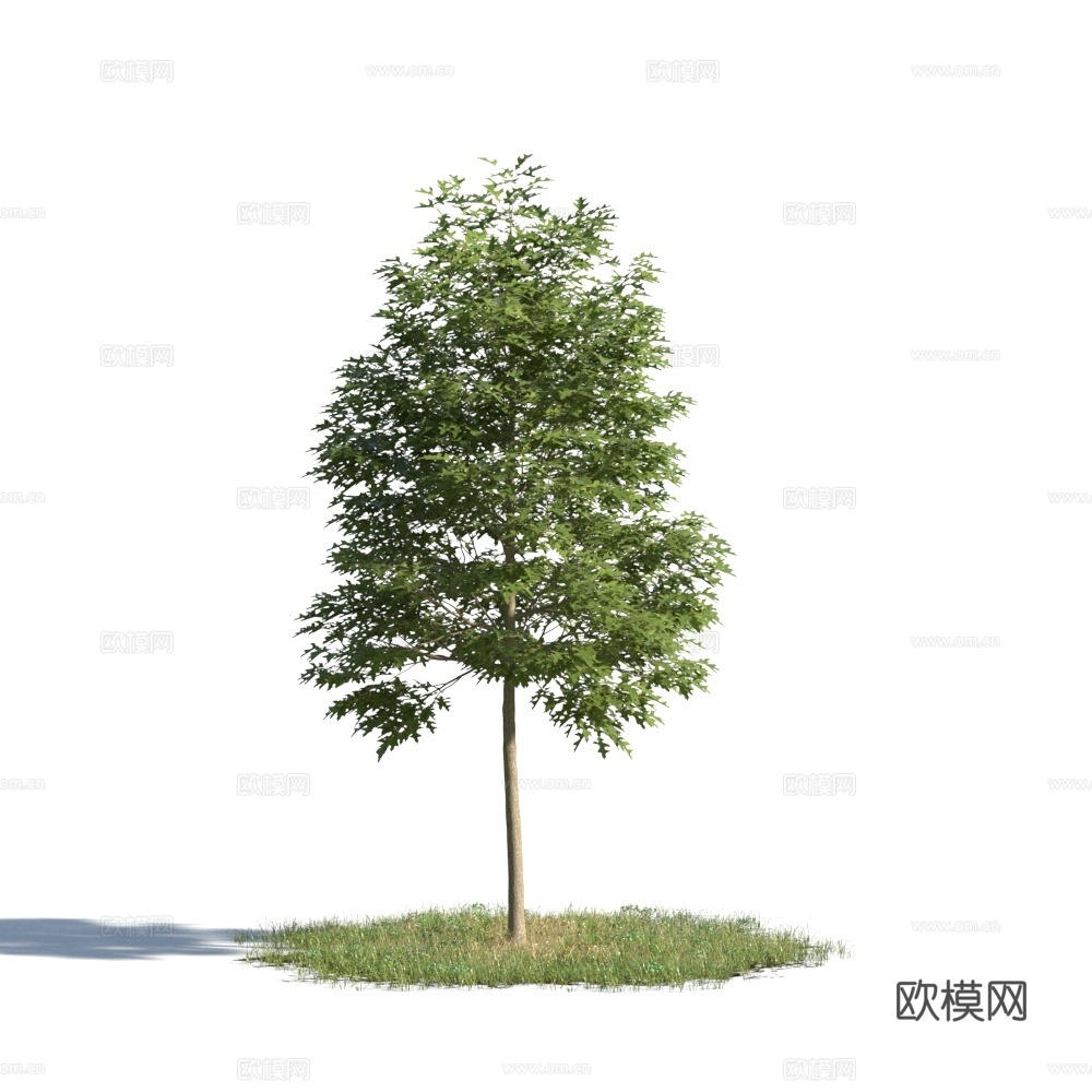 植物  树木 景观树 乔木 松树3d模型