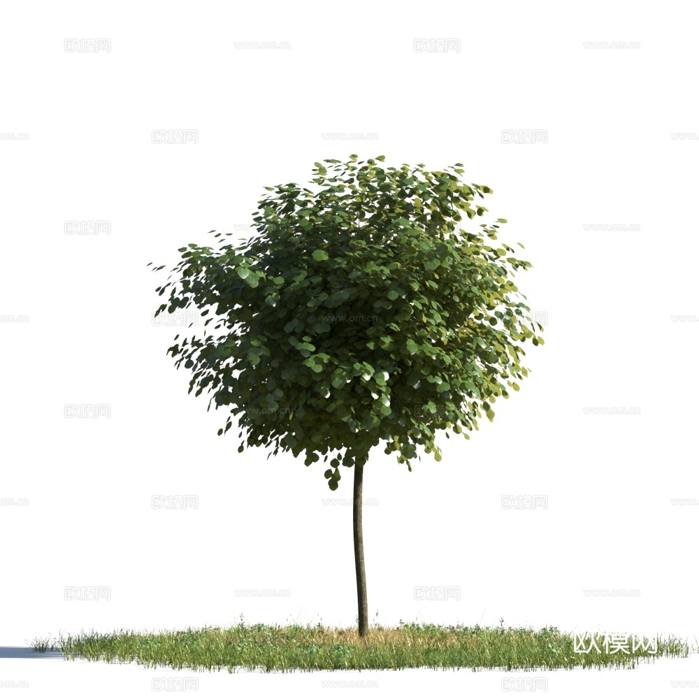 植物  树木 景观树 乔木3d模型