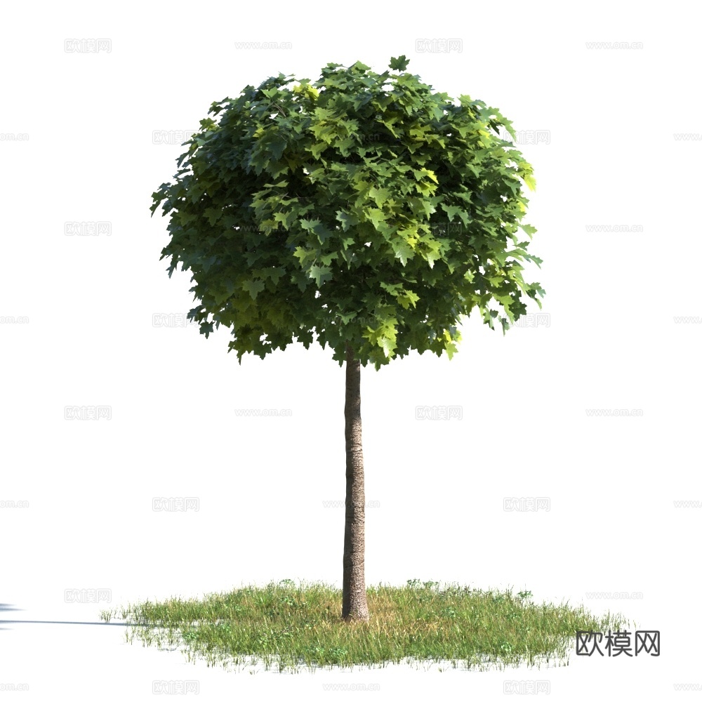 植物  树木 景观树 乔木 松树3d模型