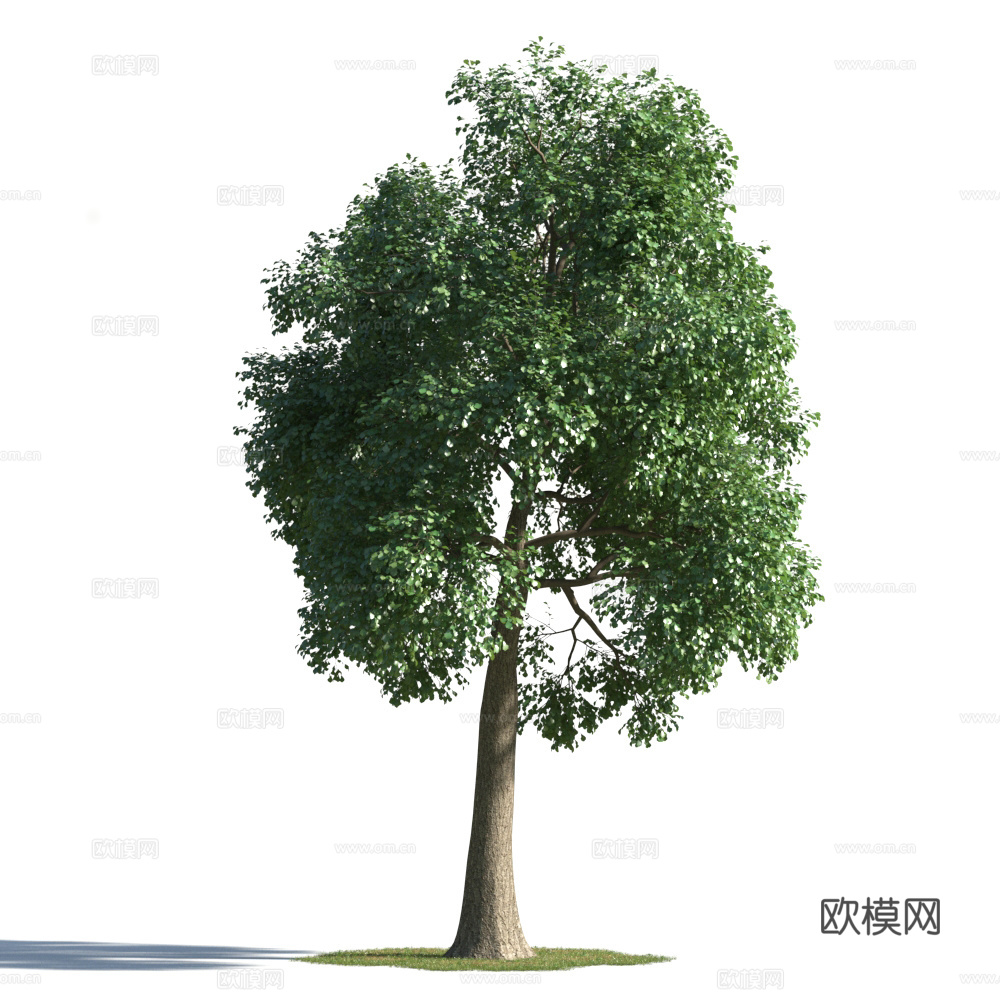 植物  树木 景观树 乔木3d模型