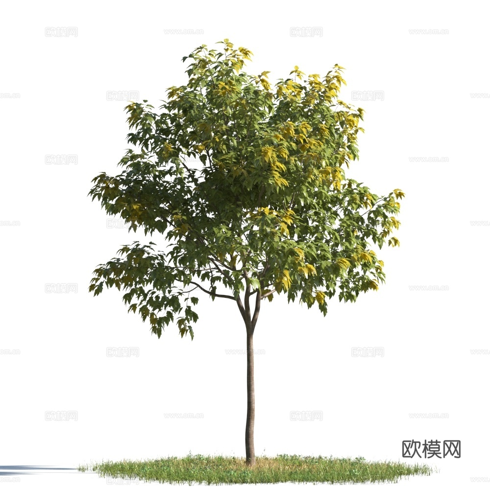 植物  树木 景观树 乔木 花树3d模型
