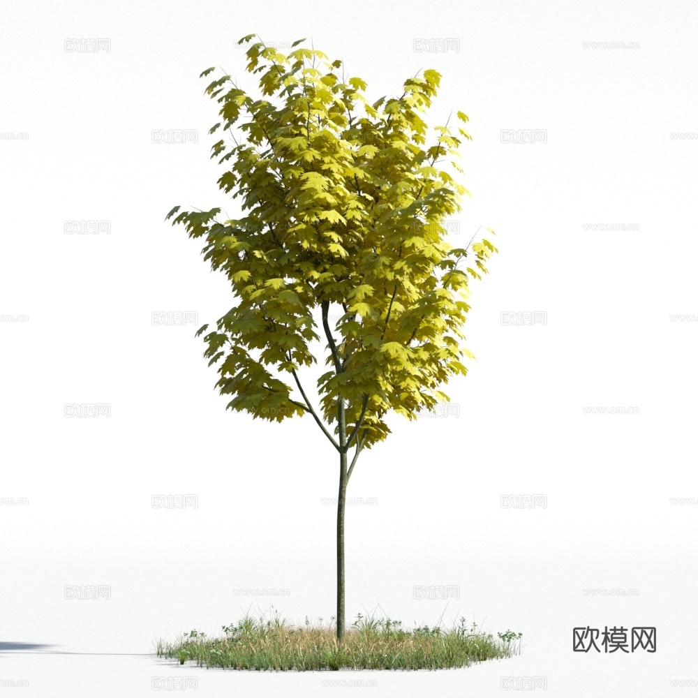 植物  树木 景观树 乔木3d模型