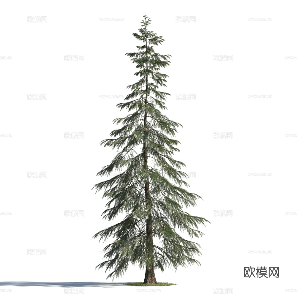 植物  树木 景观树 乔木 松树3d模型