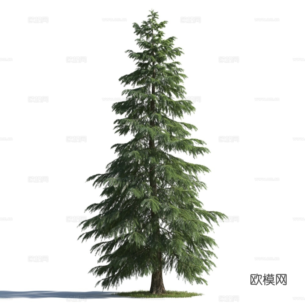 植物  树木 景观树 乔木 松树3d模型