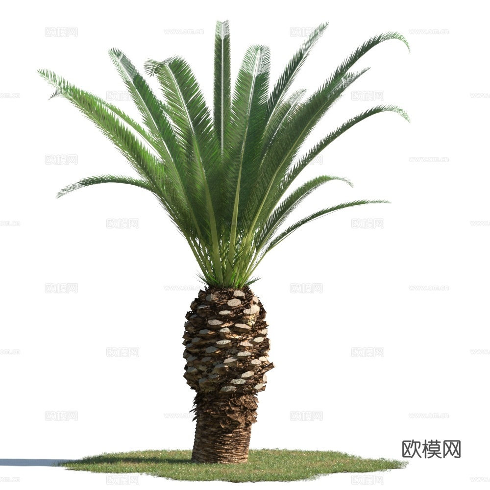植物  树木 景观树 棕桐树 热带树3d模型