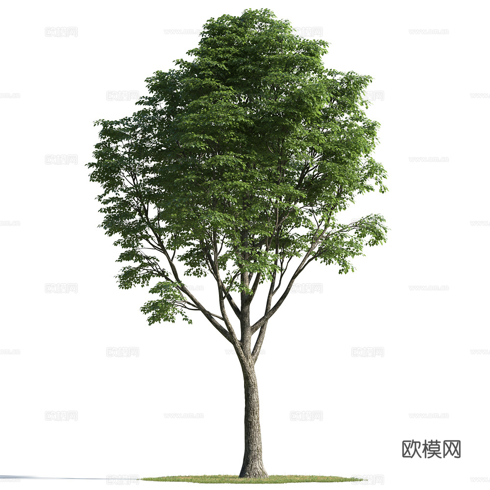 植物  树木 景观树 乔木3d模型